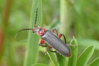 Cantharis rustica