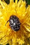 Oxythyrea funesta