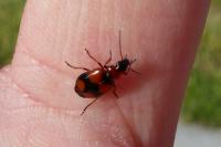 Lebia cruxminor