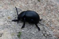 Timarcha tenebricosa