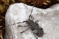 Mesosa nebulosa