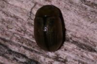 Gonioctena olivacea