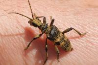 Rhagium mordax