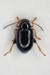 Aphthona venustula