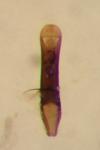 Aphthona venustula
