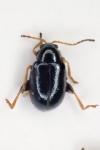 Aphthona venustula