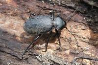 Carabus coriaceus