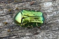 Cetonia aurata