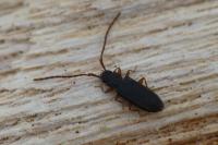 Uleiota planatus