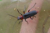 Cantharis rustica