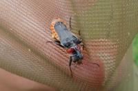 Cantharis fusca