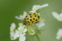 Psyllobora vigintiduopunctata
