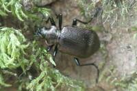 Calosoma inquisitor