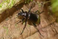 Calosoma inquisitor