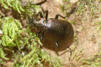 Calosoma inquisitor