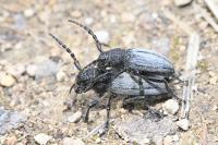 Iberodorcadion fuliginator