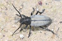 Iberodorcadion fuliginator