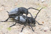 Iberodorcadion fuliginator
