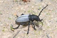 Iberodorcadion fuliginator