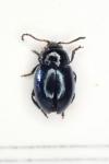 Hermaeophaga mercurialis