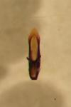 Hermaeophaga mercurialis