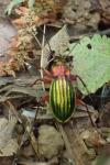 Carabus auronitens