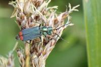 Malachius bipustulatus