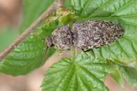 Agrypnus murinus