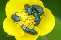 Psilothrix viridicoerulea