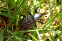 Liparus germanus