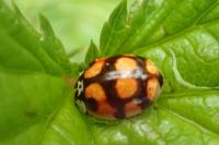 Adalia decempunctata