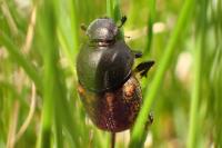 Onthophagus
