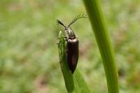 Ctenicera pectinicornis