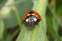 Coccinella septempunctata