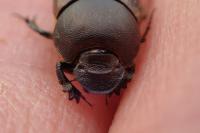 Onthophagus