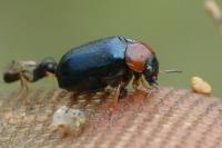 Smaragdina salicina