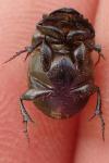 Onthophagus