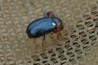 Smaragdina affinis