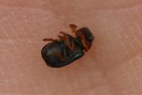 Smaragdina affinis