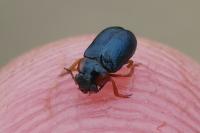 Smaragdina affinis