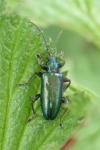 Plateumaris sericea