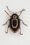 Hippuriphila modeeri