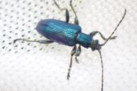 Plateumaris sericea