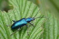 Plateumaris sericea