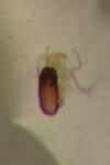 Chaetocnema