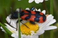 Trichodes alvearius