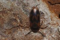 Abdera flexuosa
