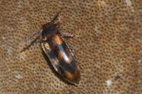Abdera flexuosa