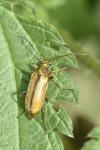 Cortodera humeralis