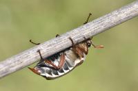 Melolontha melolontha